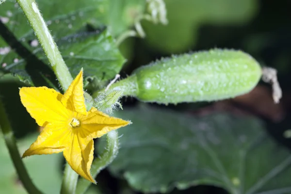 Çiçek bir salatalık ve küçük salatalık, bir çiçek odaklanmak, sharpnes küçük derinliği — Stok fotoğraf