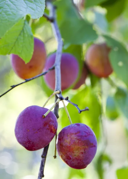 Prunes sur une branche, la petite profondeur de sharpnes — Photo