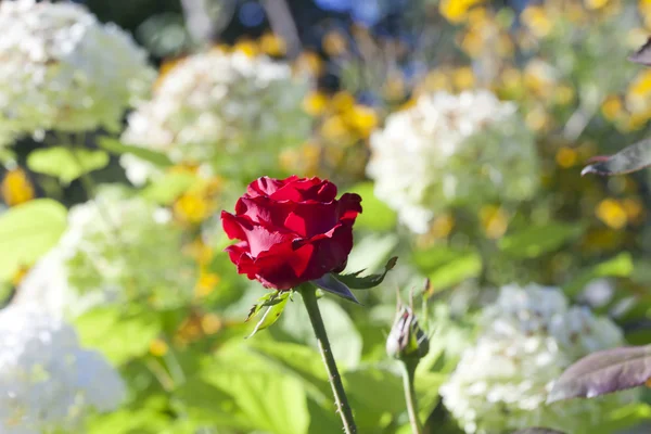 Garden rose — Stock Photo, Image