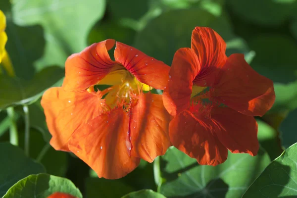 Nasturtium flowers orang — Stock Photo, Image