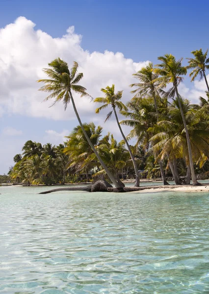 Het tropische eiland met palmbomen in de zee — Stockfoto