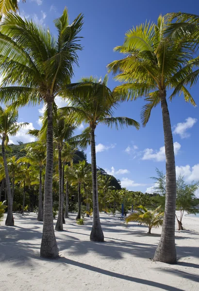 Playa de arena y palmeras — Foto de Stock