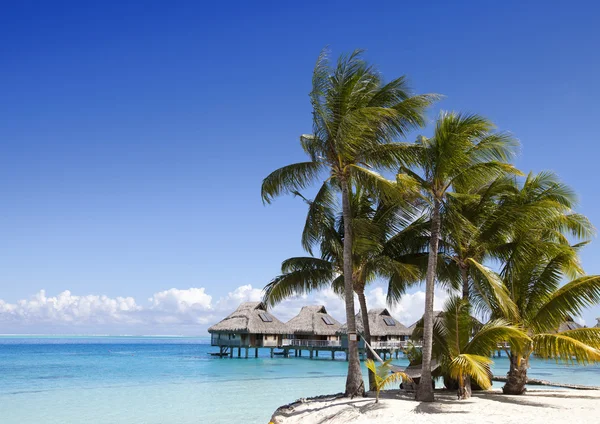 Het eiland met palmbomen in de oceaan — Stockfoto