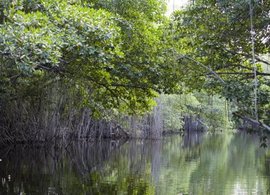 tropikal çalılıkları mangrov orman siyah Nehri üzerinde. Jamaika