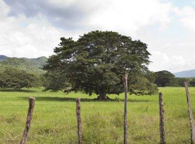 Jamaika. Tropikal doğa. Nassau Vadisi
