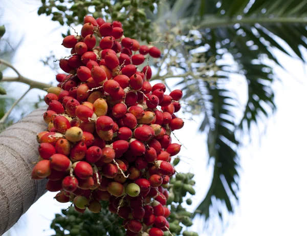 Röda tropiska bär - frukt av jul Palm (Manila Palm - Adonidia Merrillii — Stockfoto