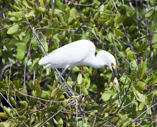 White heron on a tree — Stock Photo, Image