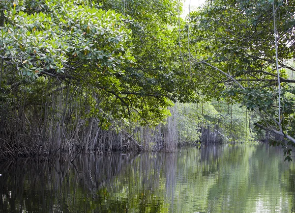 Tropiska snår mangroveskog på black river. Jamaica — Stockfoto