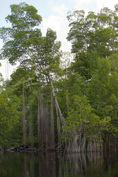 Fourrés tropicaux forêt de mangroves sur la rivière Black. Jamaïque — Photo