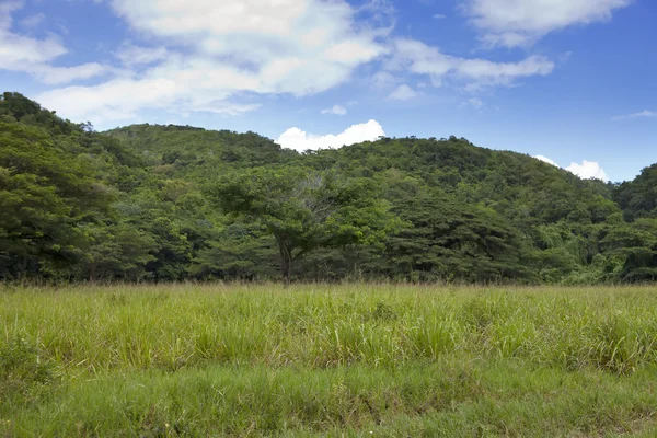 Jamaica. Natureza tropical — Fotografia de Stock