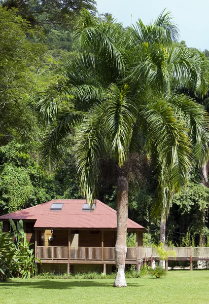 Liten lodge bland en gröna gräs och palm träd — Stockfoto
