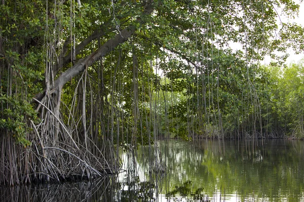 Tropické houštiny mangrovových lesů na řece černá. Jamajka — Stock fotografie