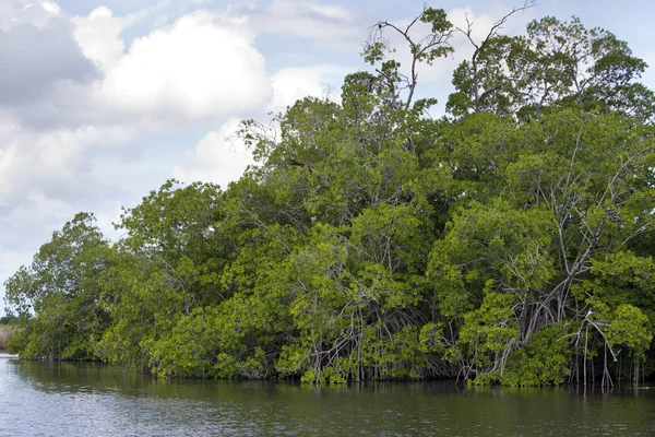 Tropické houštiny mangrovových lesů na řece černá. Jamajka — Stock fotografie