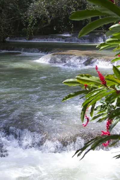 Giamaica. Cascate del fiume Dunn — Foto Stock