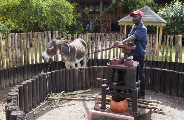 Jamaica-29 oktober: burro in een cirkel voor een SAP op te drukken van een riet op bedrijf van Appleton rum op 29 oktober 2011 in Jamaica — Stockfoto