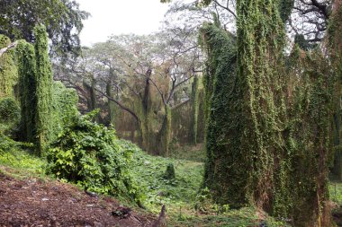 Küba. Havana. Şehir Parkı