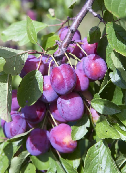 Filialer till ett plommonträd med mogna frukter — Stockfoto