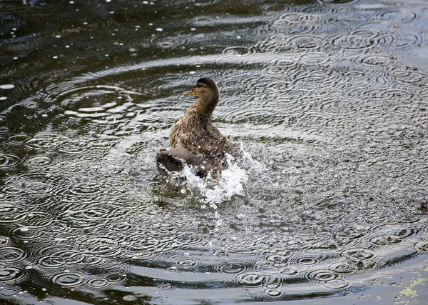 Drake in de rivier, in spatten — Stockfoto