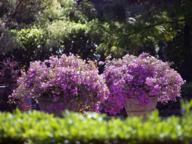 Pembe çiçekler ile yatak