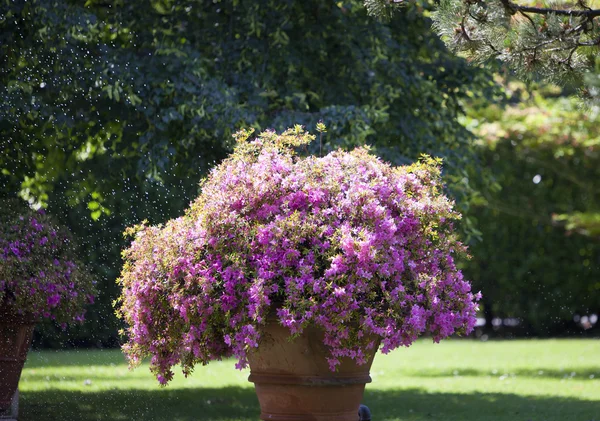 Cama con flores rosadas bajo arroyos de agua — Foto de Stock