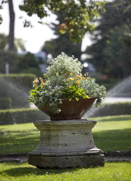 Säng med blommor under vatten strömmar — Stockfoto