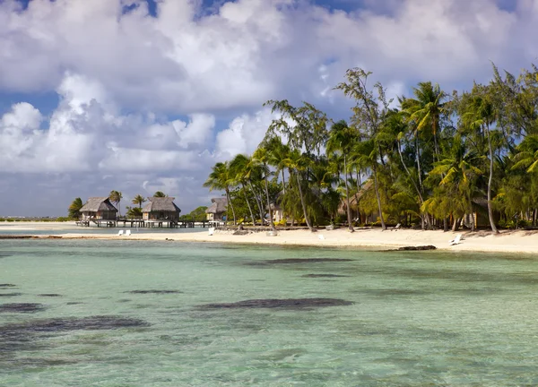 The island with palm trees in the ocean — Stock Photo, Image