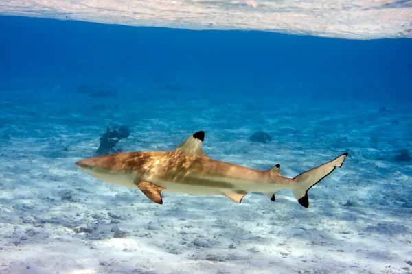 Hai im Meer — Stockfoto