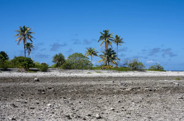 熱帯の島。サンゴ フィールドとヤシの木. — ストック写真