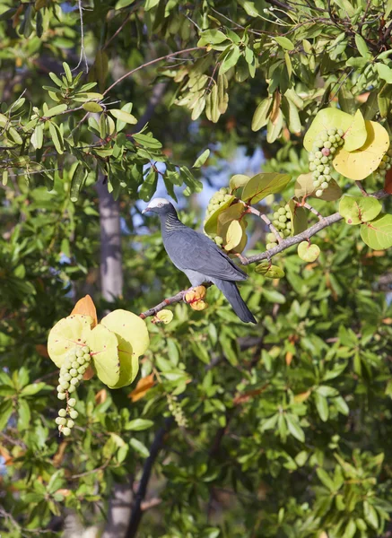 Biały gołąb (Patagioenas leucocephala) koronowany na tropikalne drzewo — Zdjęcie stockowe