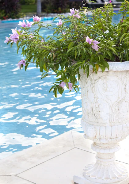 Jarrón de piedra con las flores en el borde de la piscina —  Fotos de Stock