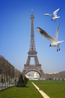 Paris. Eyfel Kulesi ve uçan kuşlar