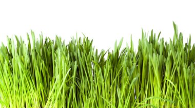 Beyaz arkaplanda yeşil çimen