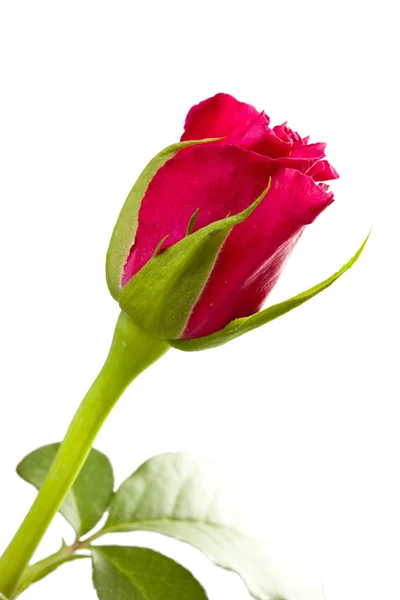 Rosa roja de cerca sobre un fondo blanco —  Fotos de Stock