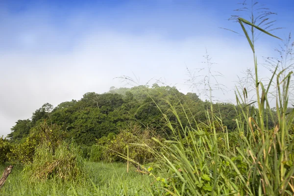Ямайка. Тропическая природа — стоковое фото