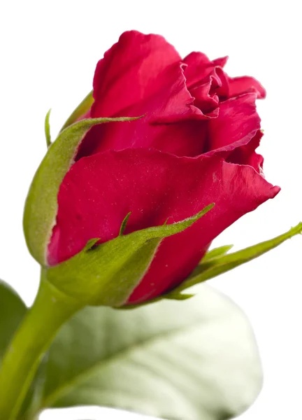 Rosa roja de cerca sobre un fondo blanco —  Fotos de Stock