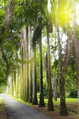 Caddenin ve Mauritius (Roystonea regia Küba palmiye ağaçlarının (royal palm ağacı)