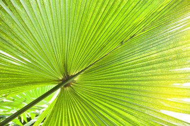 Yeşil palmiye ağacı yaprak yakın çekim