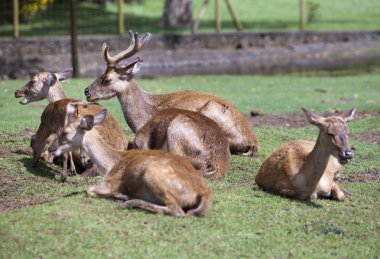 güneşli bir günde yetişkin Kızıl geyik