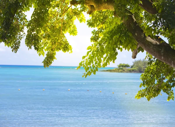 Vista sul mare attraverso il fogliame di un albero — Foto Stock