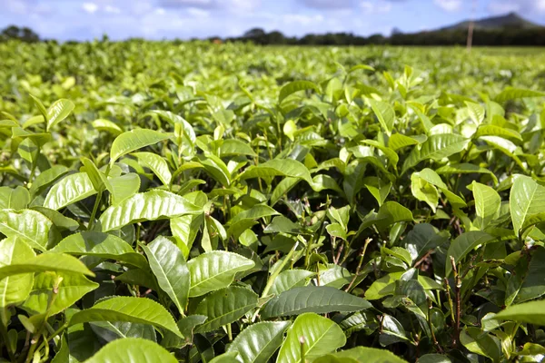 Teeplantage aus nächster Nähe an einem sonnigen Tag. Mauritius — Stockfoto
