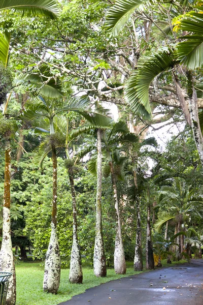 Bottle palm trees lane (Hyophorbe). Mauritius — Stock Photo, Image