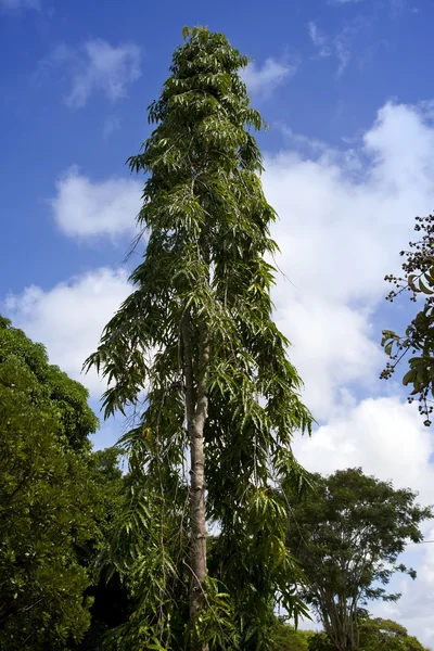 Träden i tropiska klimat. Mauritius — Stockfoto
