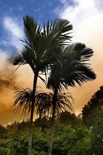 Königspalme bei Sonnenuntergang, mauritius (roystonea regia)) — Stockfoto