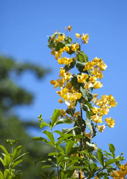 Желтая бугенвиллия в солнечный день — стоковое фото