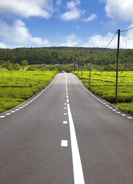 Mauritius. La strada tra i campi di tè verde . — Foto Stock