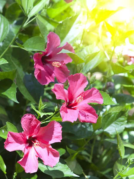 Hibiscus. közelről, egy napsütéses napon — Stock Fotó