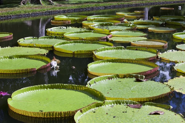 Victoria amazonica, Victoria regia ile park gölde. Mauritius