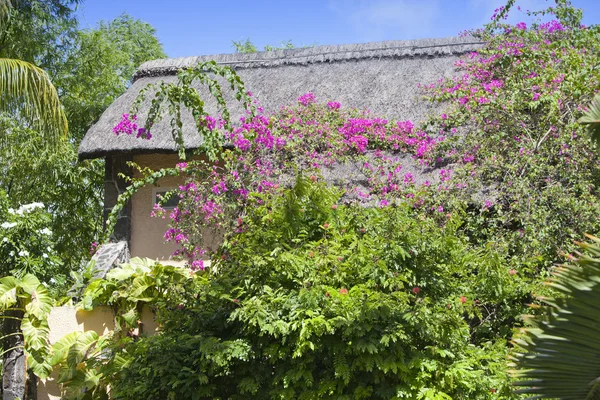 bir palmiye ağaçları ve tropik bitkiler çevreleyen içinde saman çatı