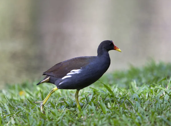 Una gallinella d'acqua comune (Gallinula chloropus) che cammina sull'erba — Foto Stock