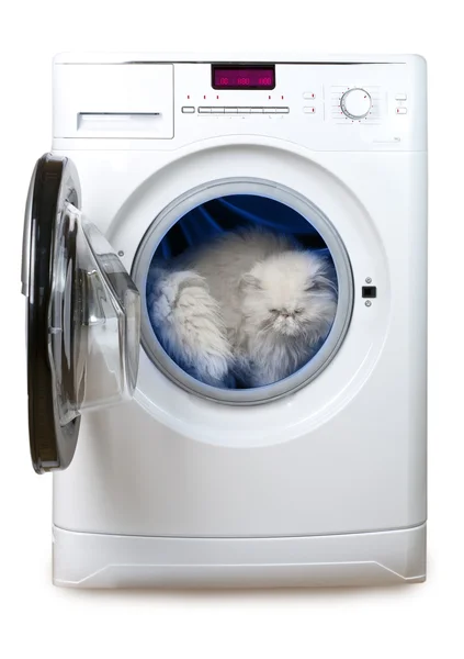 Кошка в стиральной машине — стоковое фото